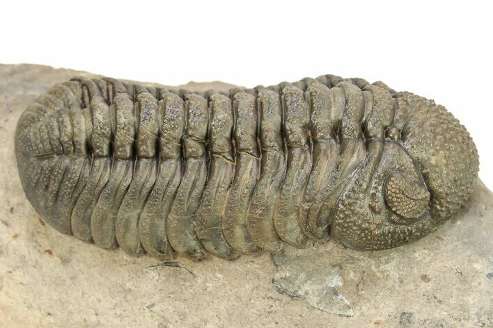 Bumpy Phacopid (Morocops) Trilobite - Beautiful Shell Color #273418